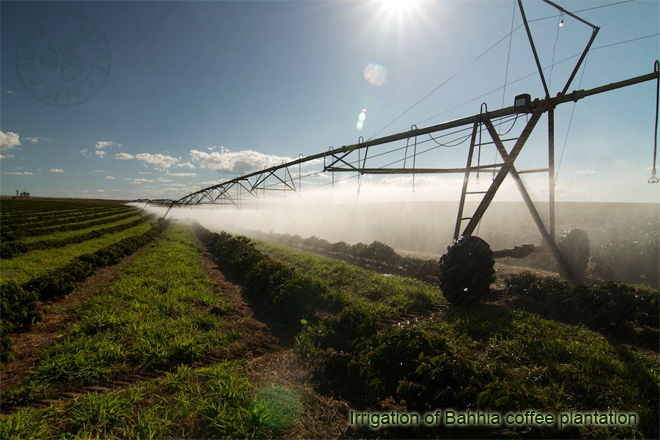         Bahia. Irrigation of Bahhia coffee plantation.