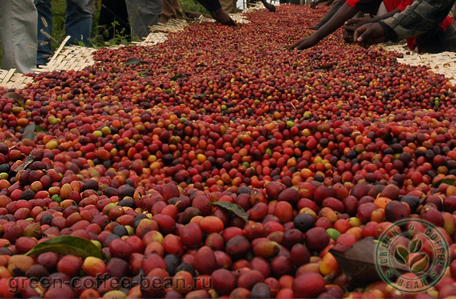     . Uganda coffee harvesting.